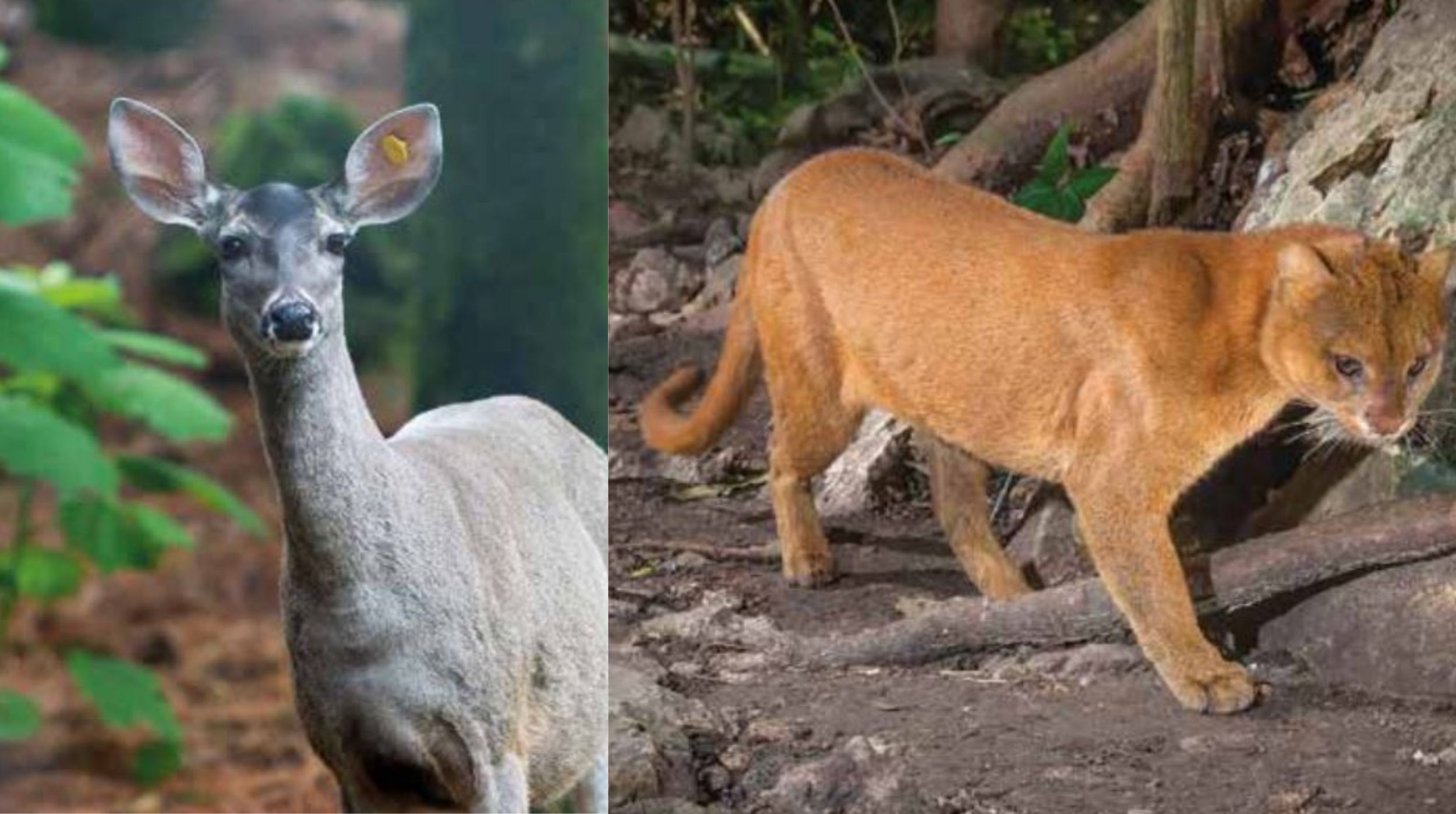 Animales Que Habitan En El Estado De Morelos